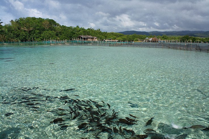 a swarm of reef fishes inside one of Juag Lagoon's pens