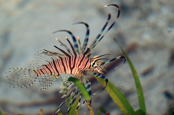 lion fish trapped in a tidal pool