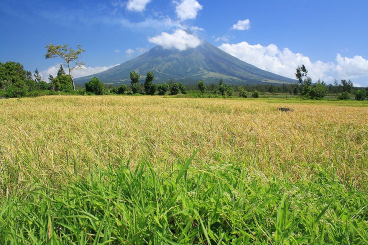 rice field with cloud-shrouded Mayon Volcano in the background