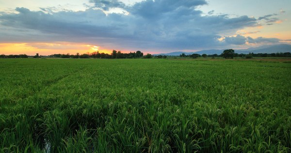 sunset at a rice field in Tayug, Pangasinan