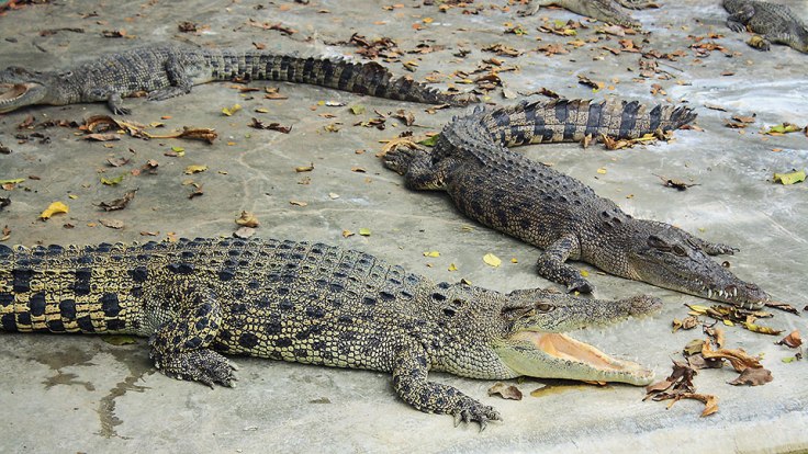 crocodiles at the Davao Crocodile Park
