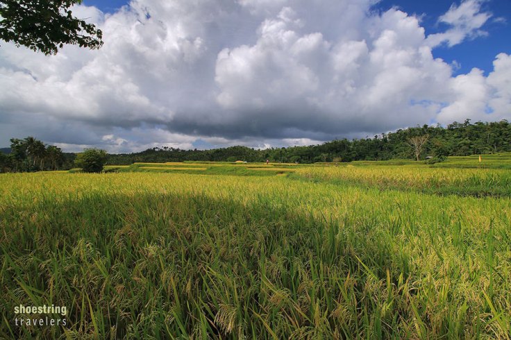 rice fields line the road to Majayjay, summer 2016