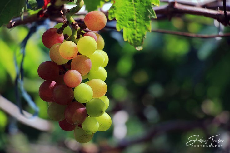 a cluster of grapes at the Gapuz Grapes Farm, Bauang, La Union