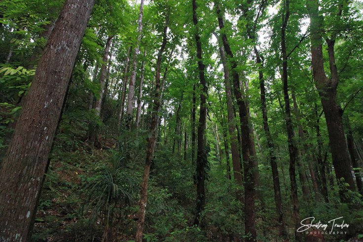 mahogany trees at Bilar's Manmade Forest