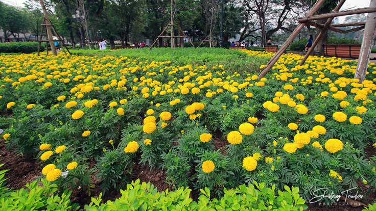 flower field at the perimeter of Hoan Kiem Lake