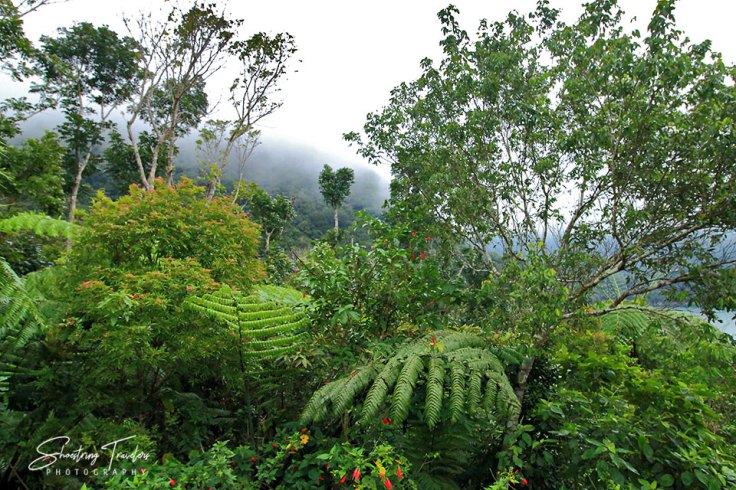 dipterocarp forest at the Balinsasayao Twin Lakes Natural Park, Sibulan