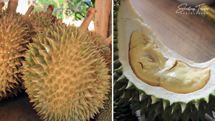 exterior and interior views of durian