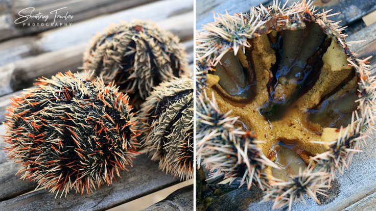 sea urchins from the Gigantes Islands, Iloilo