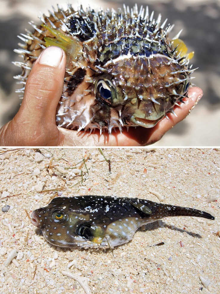 live pufferfish at Patar Beach and dead boxfish at Kalanggaman Island