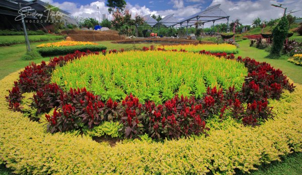 flower plots at Perlas ng Silang Flower Park and Garden Restaurant